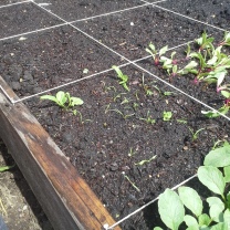 The carrots are slowly making their way up (plus a TMT!)
