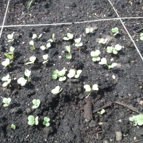 Batch two of radishes have sprouted after a week