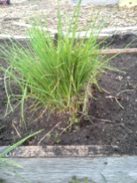 Inherited chives
